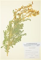 藏品(德拉蒙黃芪)的圖片